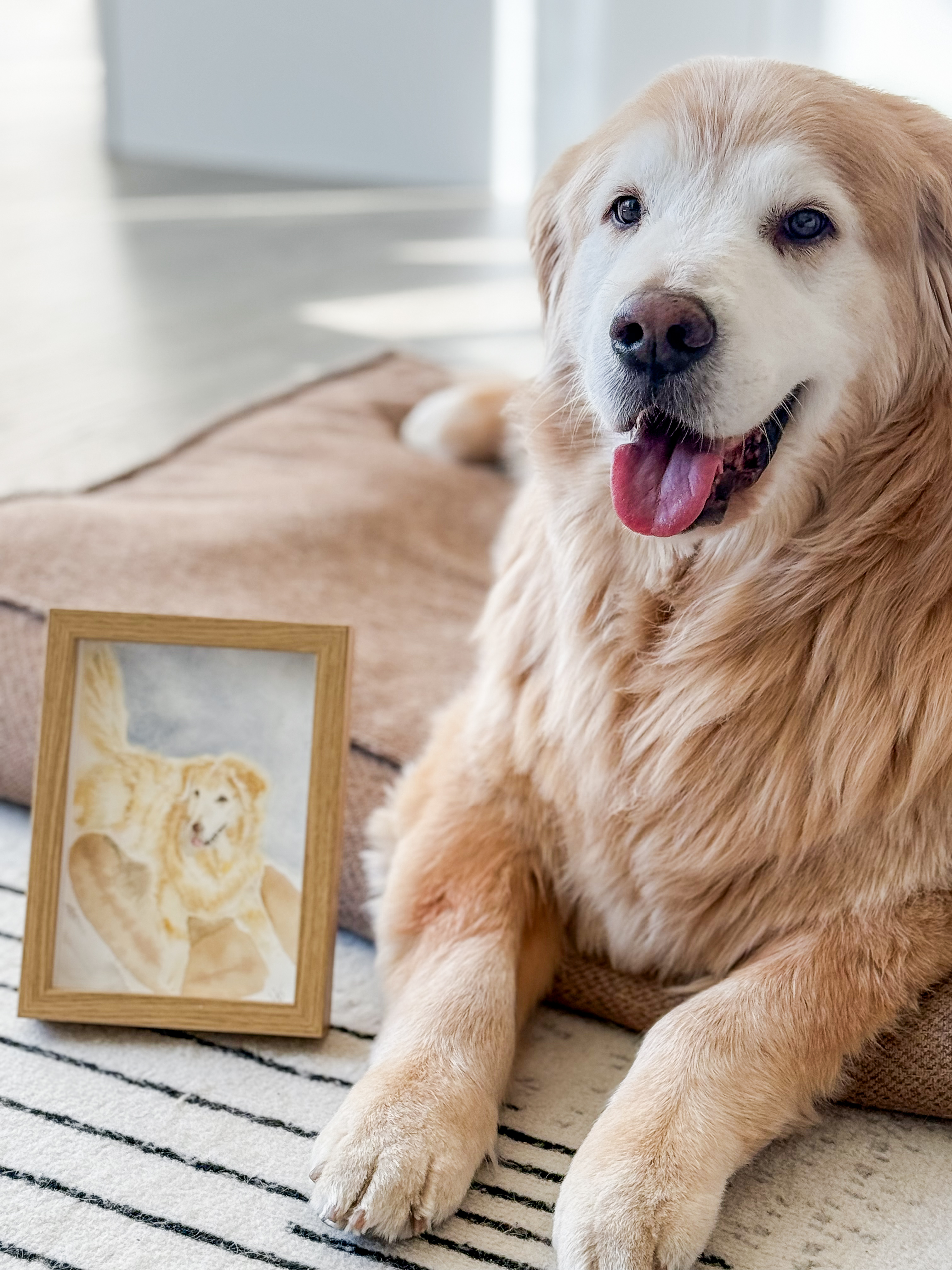 Framed watercolor portrait of a golden retriever displayed beside the dog it depicts