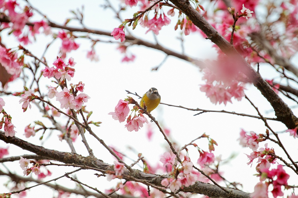Flickr Photo of the Month