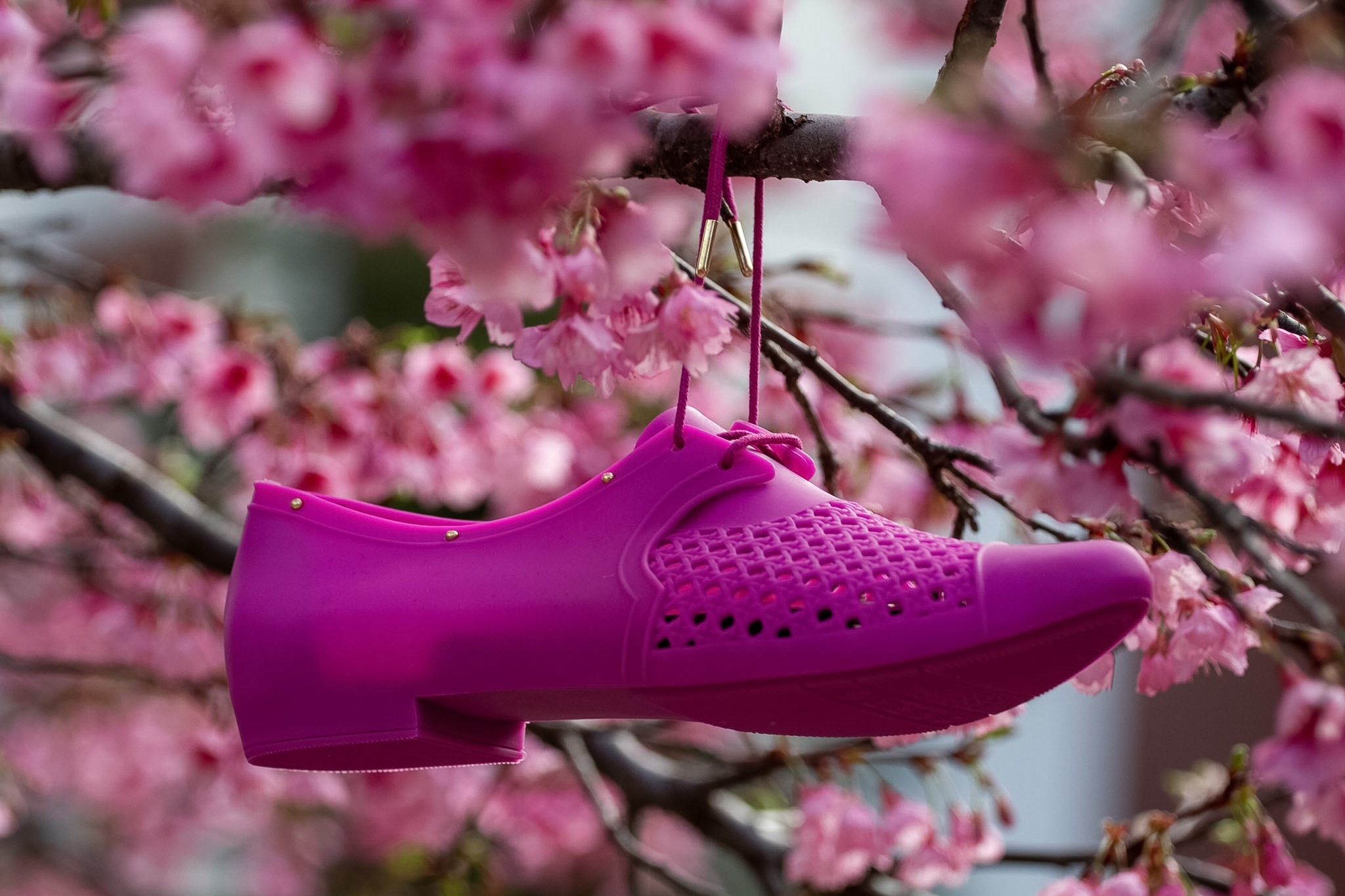 Shoe hanging on a cherry tree