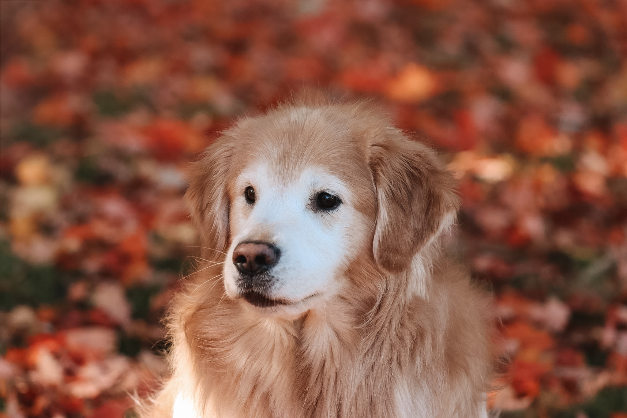 Golden retriever on maple leaves