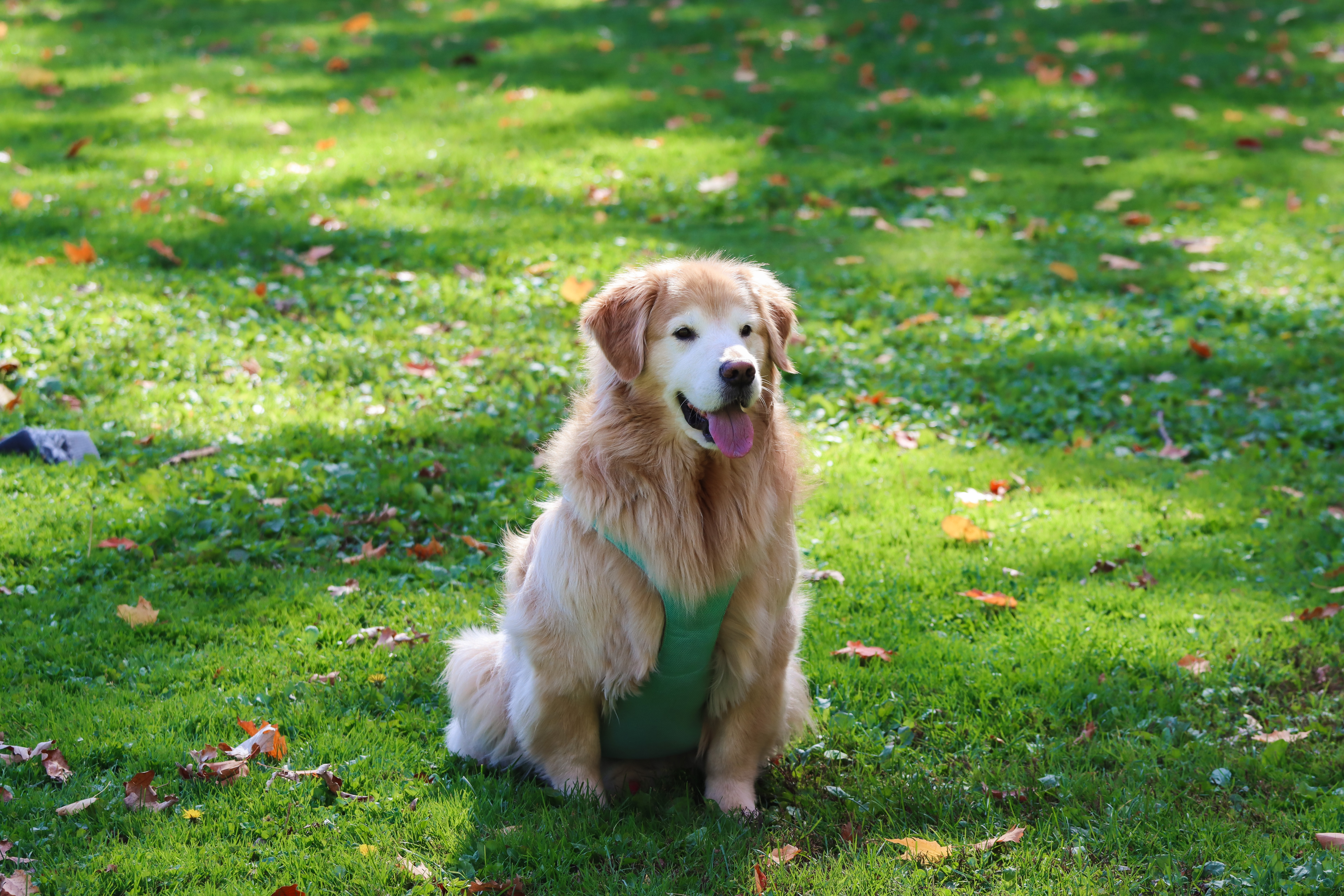 Golden retriever on grass