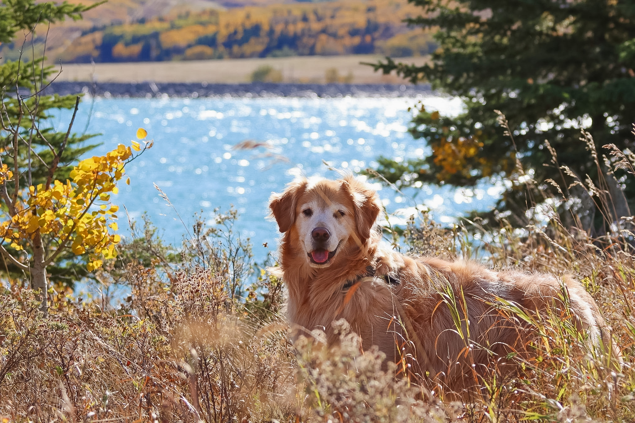 Golden retriever